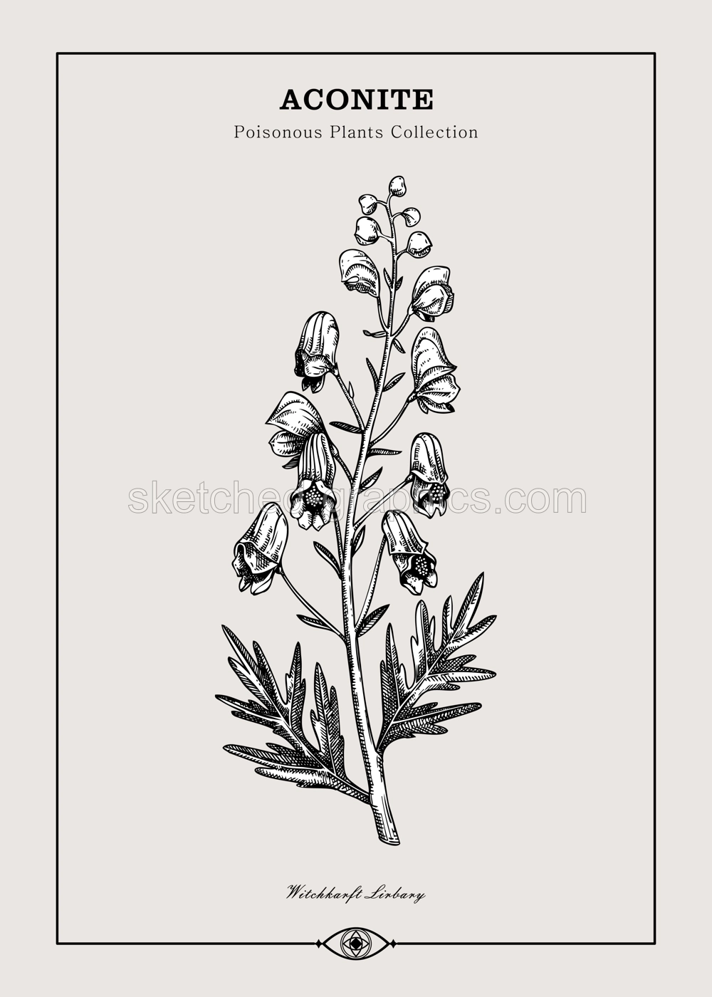 Antique apothecary label design. Aconite sketch. Witch herbs. Poisonous plant hand-drawn illustration. Art deco poster. NOT AI generated Illustration